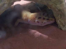 Unnamed Gecko