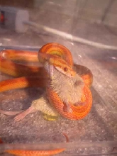 Aiden Eating a mouse