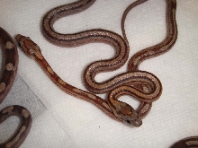 One color two snakes