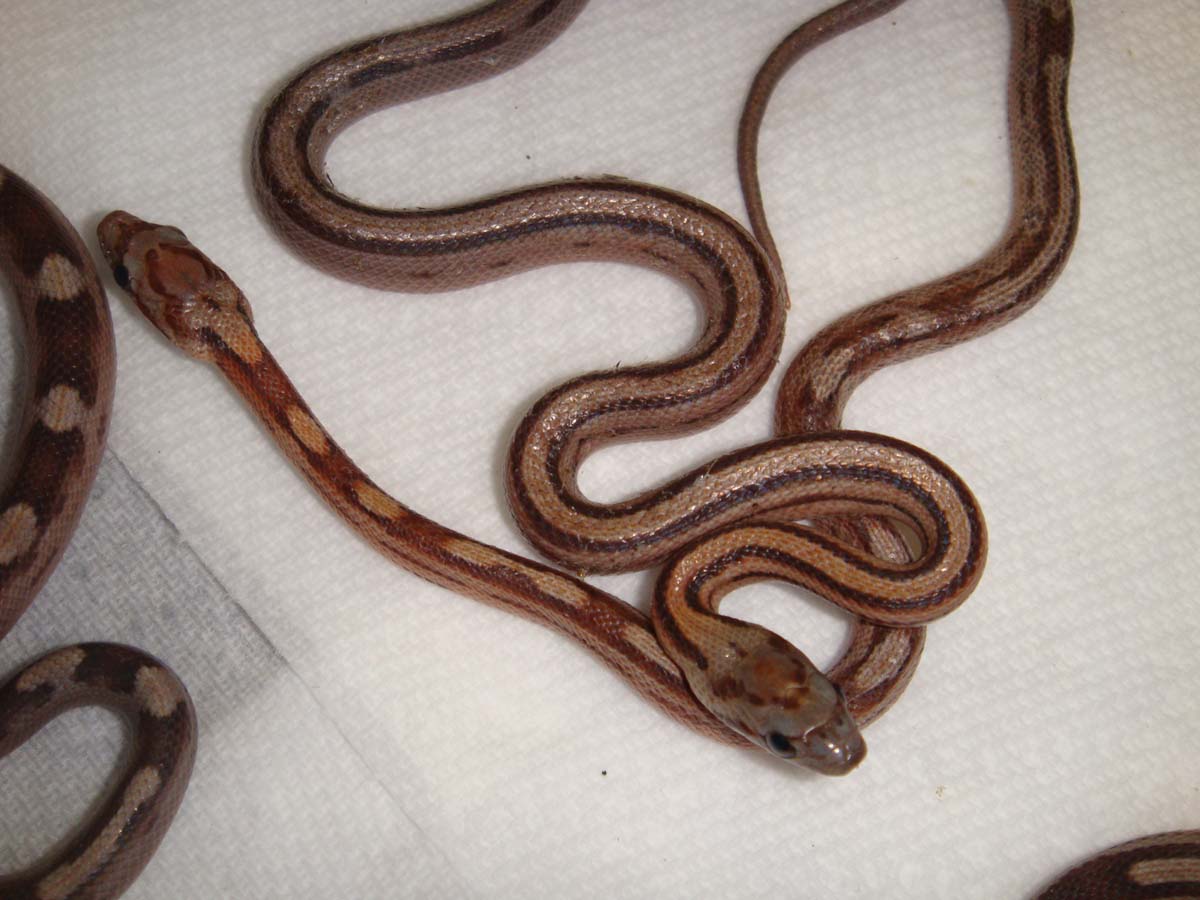 One color two snakes