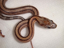 striped corn snake