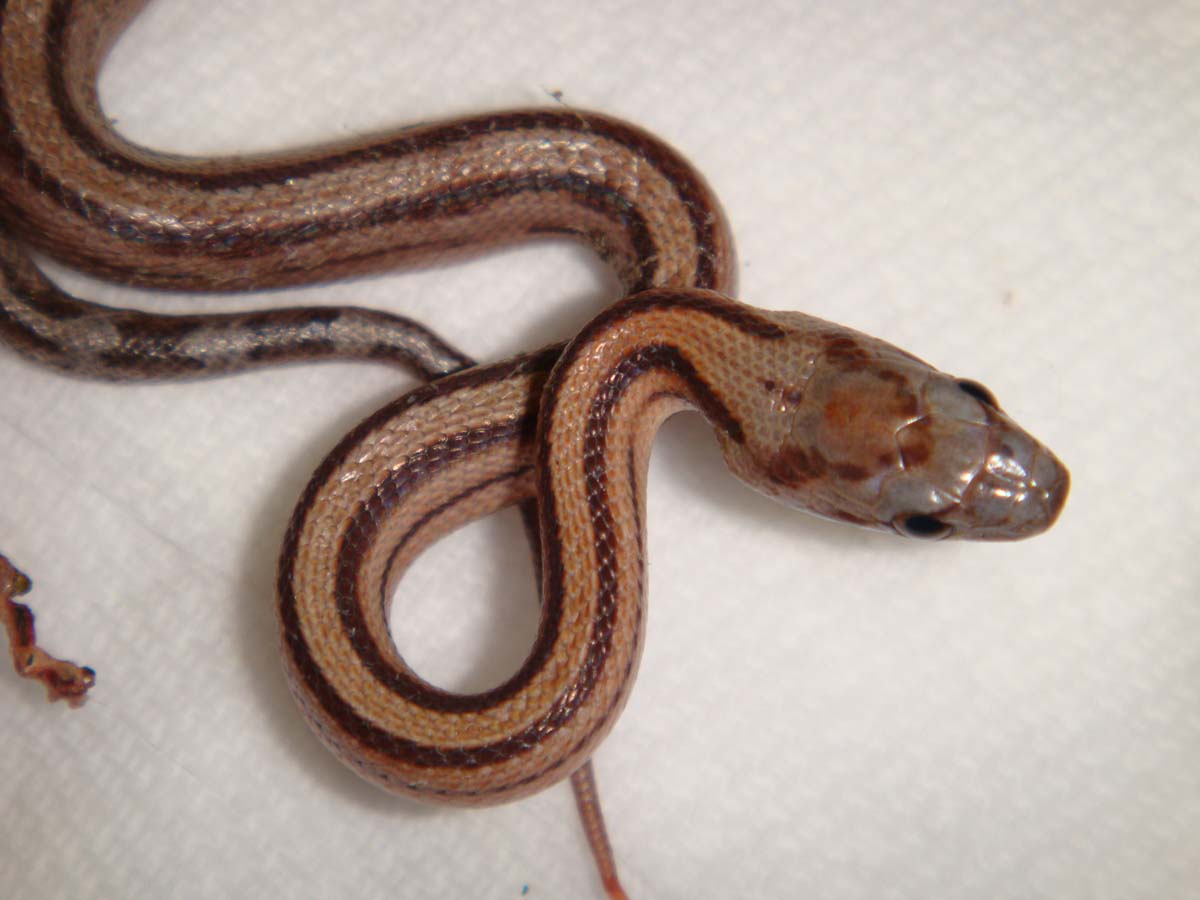 striped corn snake