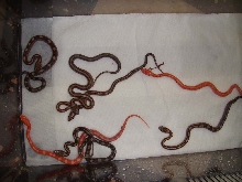 Clutch of random corn snakes