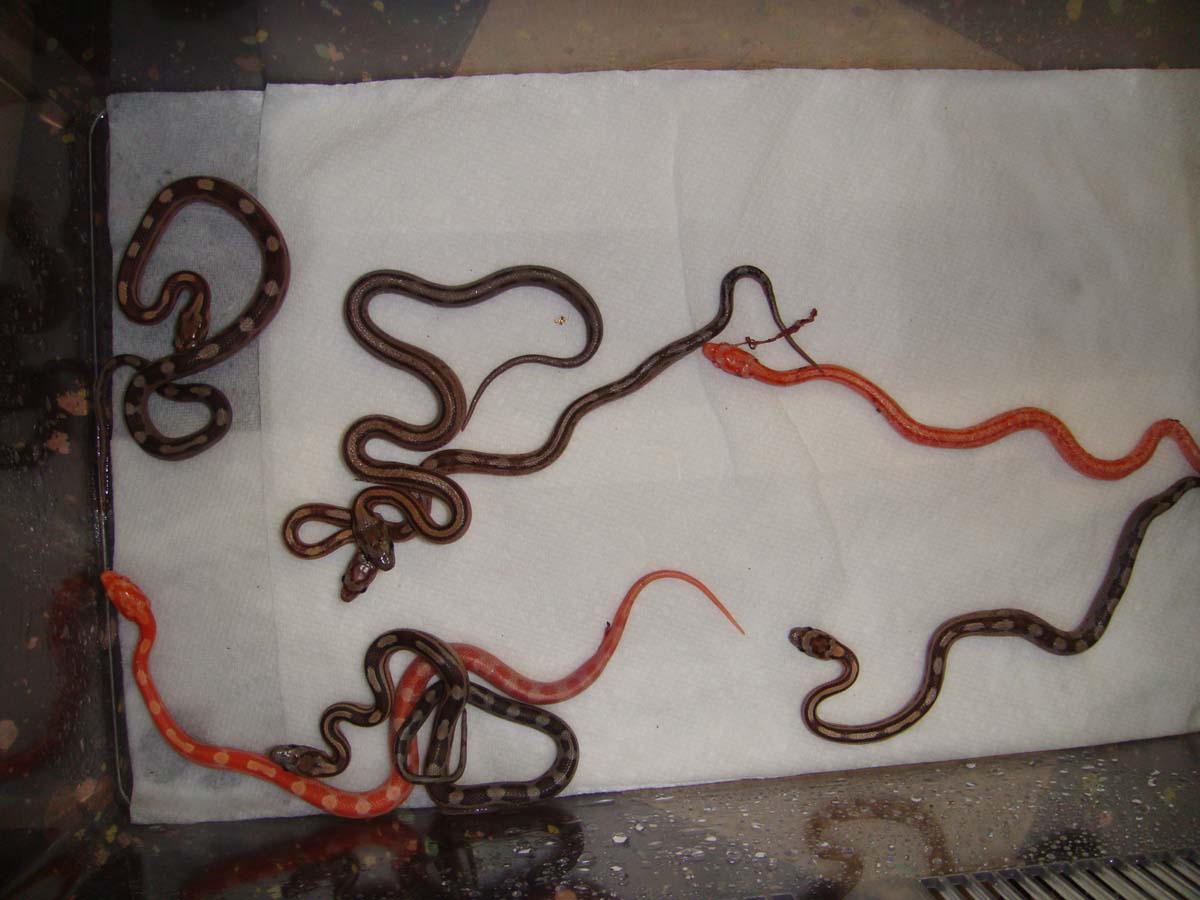 Clutch of random corn snakes