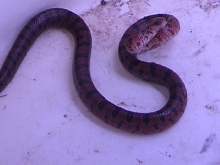 What is this?