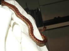 ERYTHRISTIC  GARTER?