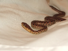 Garter