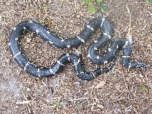 eastern female