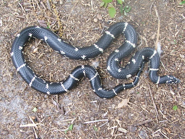 eastern female