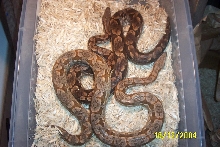 Athena... just another of the lightest Dumerils