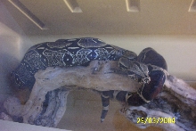 Import 96' Peruvian Red-Tail