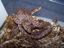 Hypo Colombian Rainbow Boa_0705