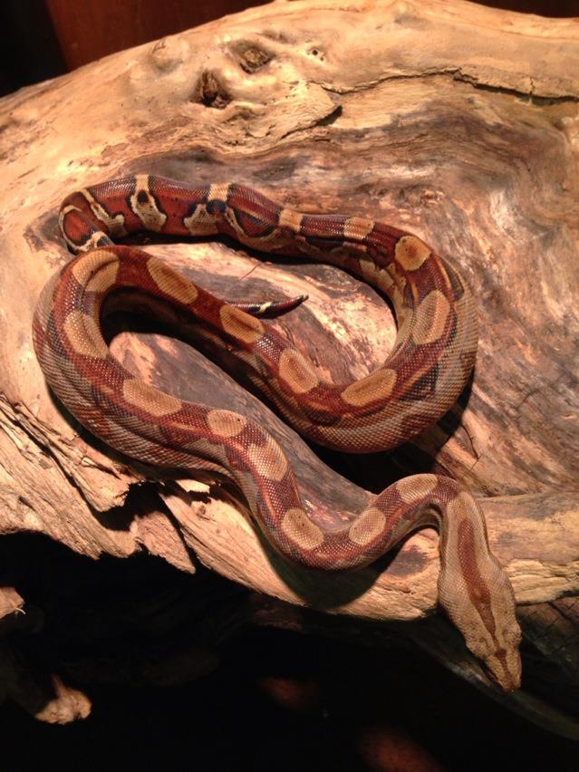 Circleback Monstertail Boa