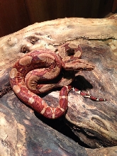 Circleback Monstertail Hypo Boa