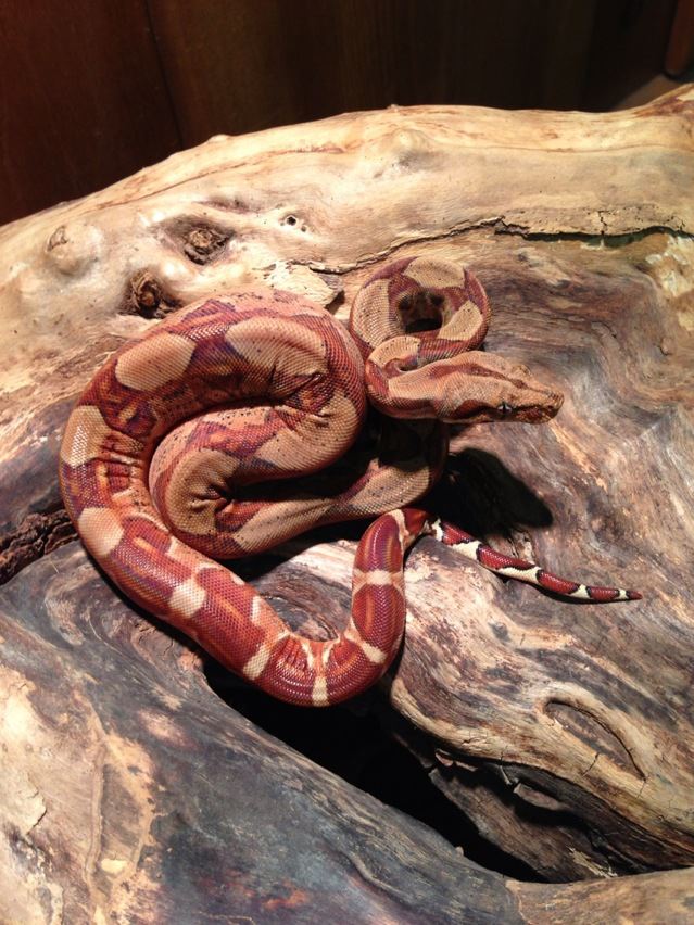 Circleback Monstertail Hypo Boa