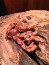Circleback Pastel Monstertail Hypo Boa