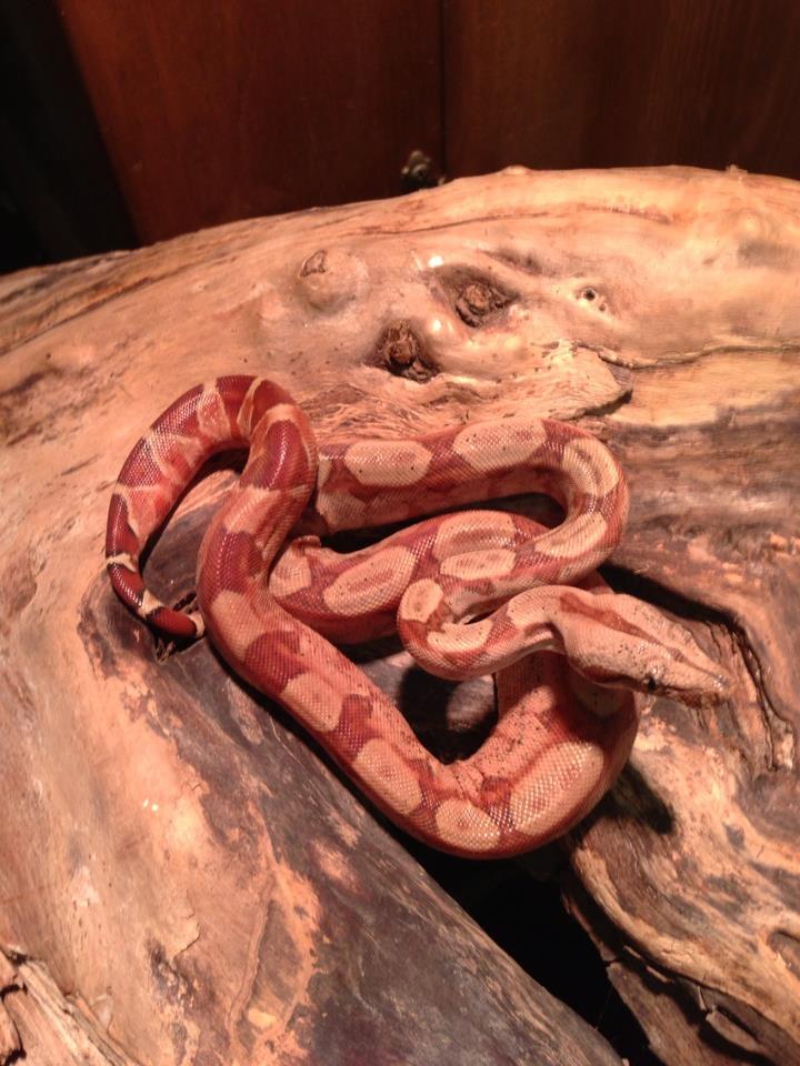 Circleback Pastel Monstertail Hypo Boa