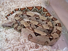 Possible "Clown" Boa_0705