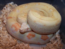 Albino Boa_0605