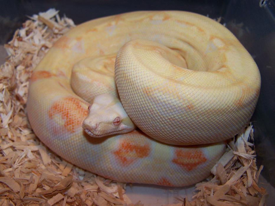 Albino Boa_0605