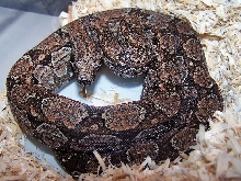 Argentine Boa_0605