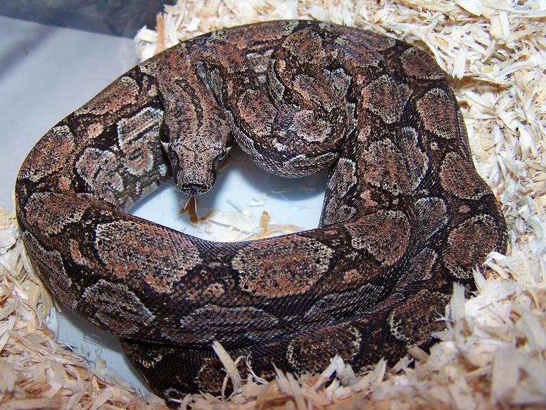 Argentine Boa_0605