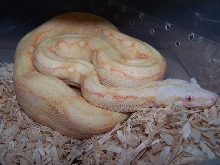 DuBay Albino Boa_0505