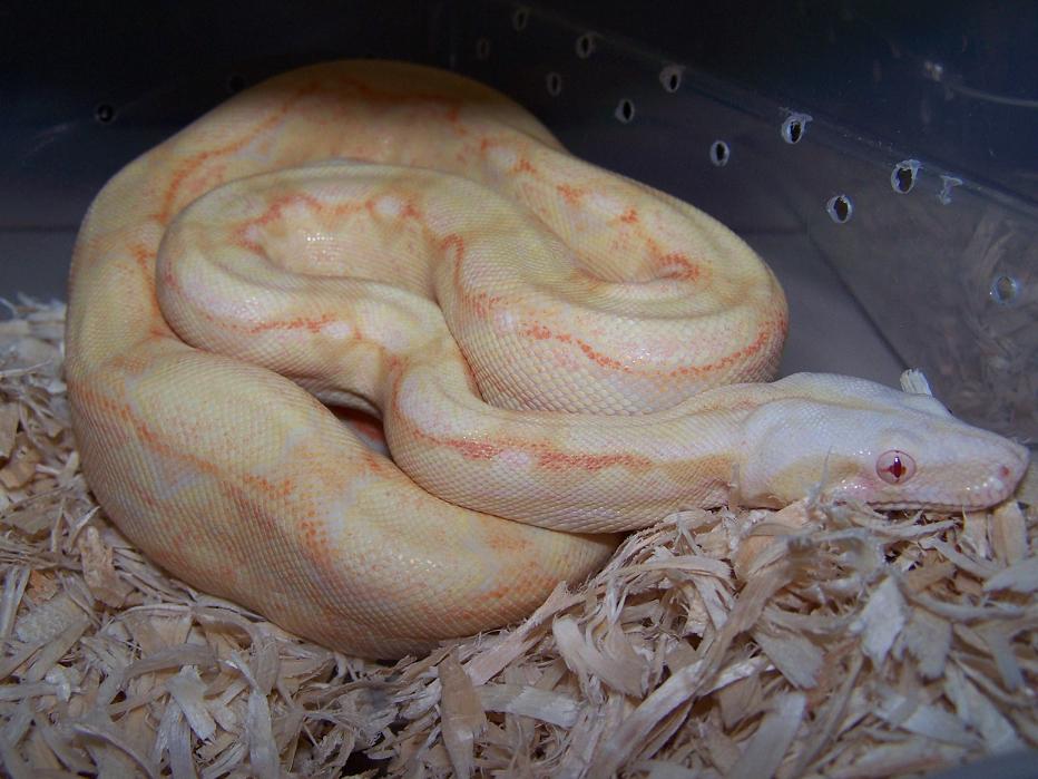 DuBay Albino Boa_0505