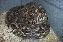 Sandy...HCP.. Dumerils Boa