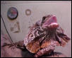 Frilled Lizard Female