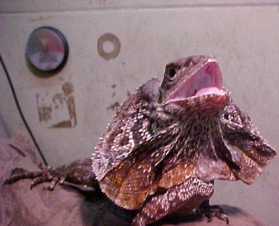 Frilled Lizard Female