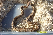 Hera: Dumerils Boa