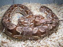 02' Pastel Dumerils Boa_0705c