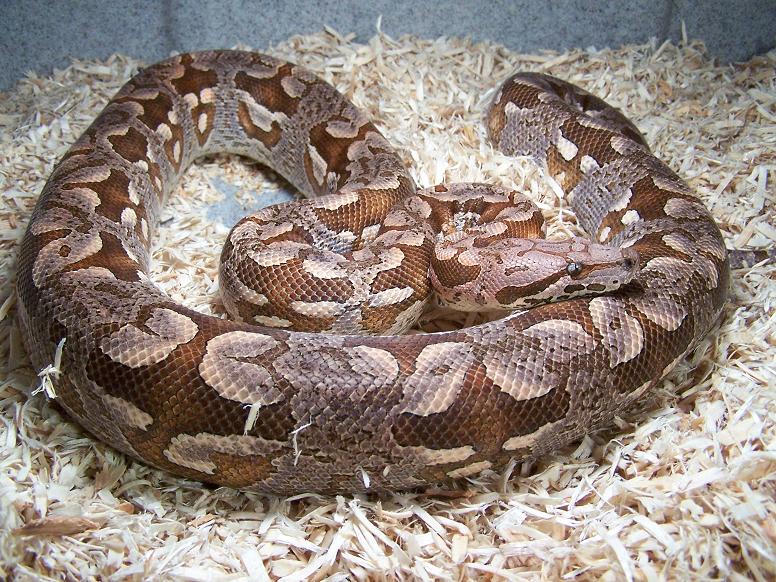 02' Pastel Dumerils Boa_0705c