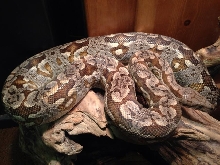2002 Pastel Dumeril Boa 11/26