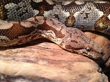 2002 Pastel Dumeril Boa HS 11/26