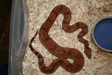 Hypo Poggentine Male (Red)