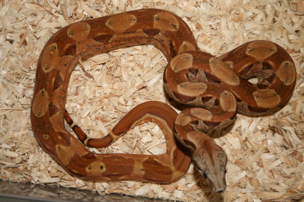 Hypo Poggentine Female(Orange)