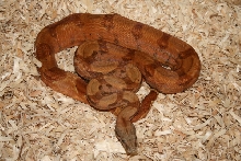 Hypo Poggentine Male (Orange)