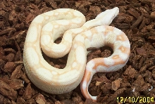 Chain Pattern Albino Boa