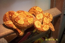 Monster Tail Hypo 01/05