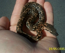 Mini-Dumerils Boa