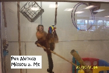 Pet Nebula's Weeper Capuchins