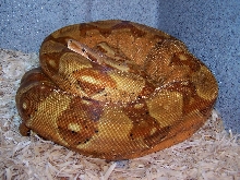 Monster Tail Hypo_0705