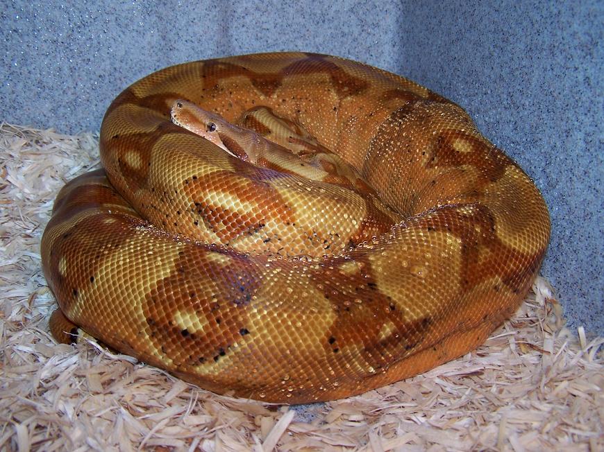 Monster Tail Hypo_0705