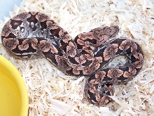Pastel Dumerils Boa_f1_0705