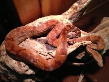Red Hypo Poggentine Boa