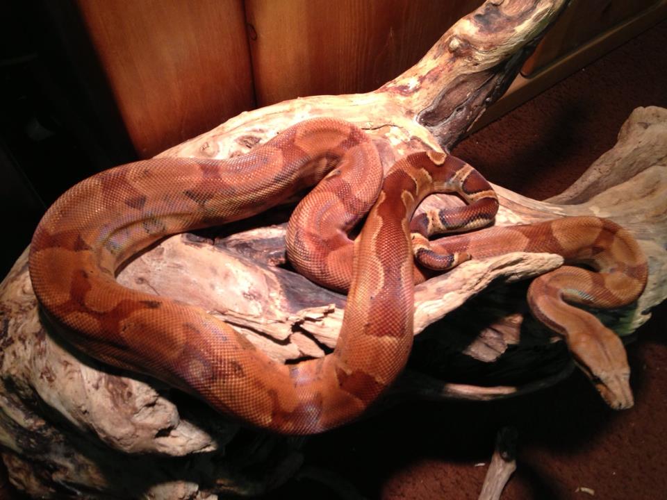 Red Hypo Poggentine Boa
