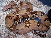 Pyre Pastel Boa_220605