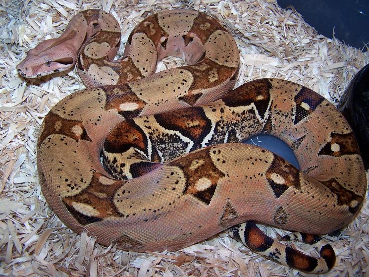 Pyre Pastel Boa_220605